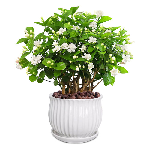 时令草本花卉