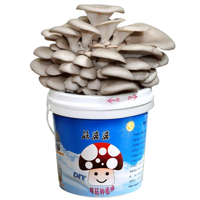 菇婆婆DIY平菇种植蘑菇种植桶食用菌蘑菇菌包家庭室内种植菌菇包