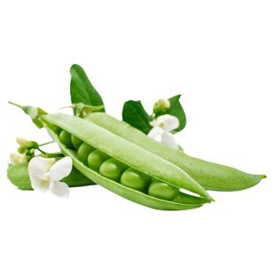 甜脆青豌豆种子豌豆种籽甜苗种台湾长寿仁尖种菜豌豆碗豆种蔬菜孑