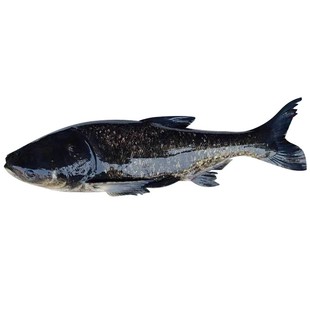 官方认证千岛湖淳牌有机活鱼正宗大头鱼鲢鱼鳙鱼包头鱼大胖头鱼