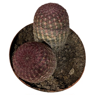 仙人球精品红太阳紫太阳多肉植物桌面花卉盆栽