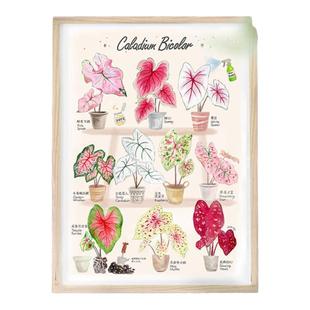 夏日色彩 - 彩叶芋图鉴 | 带框植物画 北欧风客厅装饰画 原创手绘