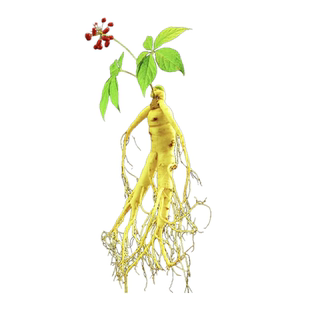 人参种籽长白山野山参种子中草药材种孑四季种植苗阳台庭院盆栽生