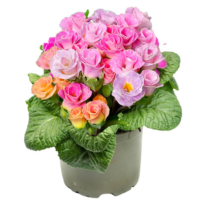 玫瑰报春耐寒庭院阳台四季开花