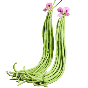 精品长豆角种子大全四季无架新鲜长豇豆白芸豆四季豆蔬菜种籽苗秧