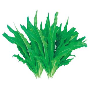 香草香菜香料佐料种子综合食用盆栽地栽小院种植蔬菜迷迭香芹菜