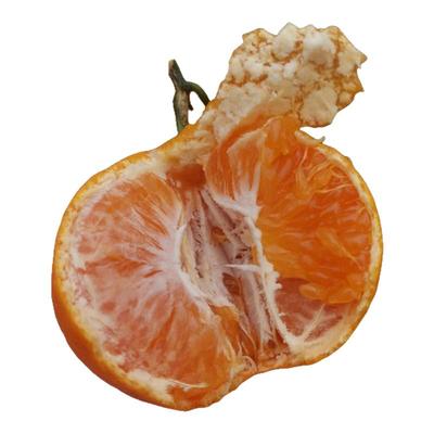 正宗涌泉蜜桔·高山老树无核化渣