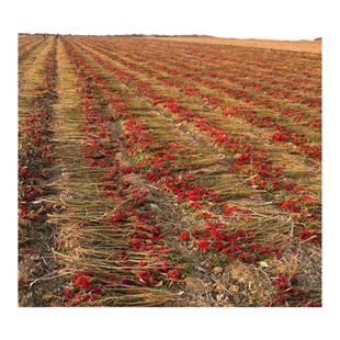 精选新货 特香河南子弹头辣椒干 无籽辣椒段 微辣中辣 朝天椒段