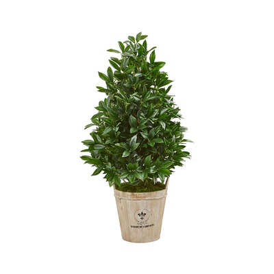 地中海月桂香料棒棒糖花园鳗灌木