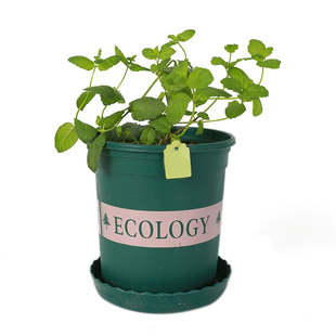 盆栽猫薄荷种子苗可食用幼苗猫草留兰香柠檬种植四季草种孑子种