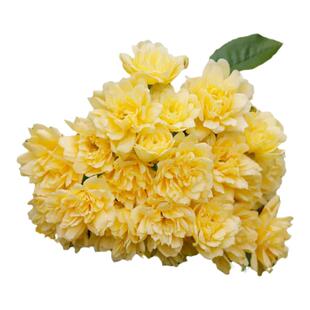 黄木香花爬藤植物四季开花苗重瓣甜蜜红木香树苗花卉大苗蔷薇盆栽