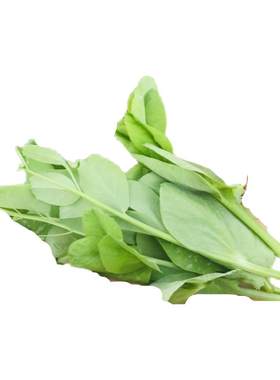 贵州豌豆尖新鲜蔬菜火锅菜当季豌豆苗嫩豌豆秧龙须菜3斤非种子