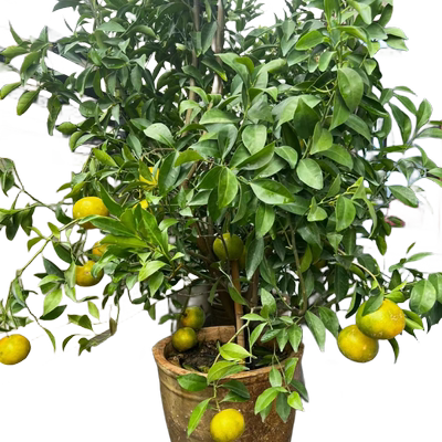 正宗皇帝柑树苗果果苗南北方种植