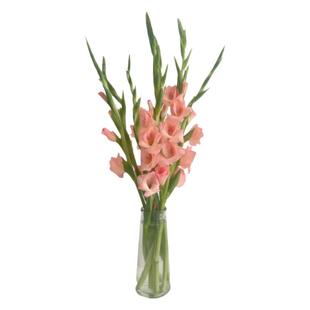 混搭剑兰鲜花云南直发花期长鲜切花苞速递家用水养培唐菖蒲插花束