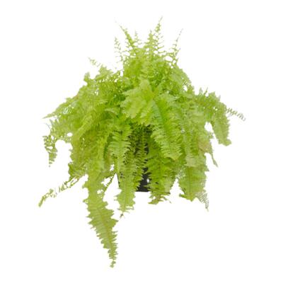 波士顿蕨室内超耐荫盆栽