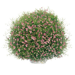 满天星种子坂田吉普赛干花粉白花卉爆盆阳台室内四季盆栽易活切花