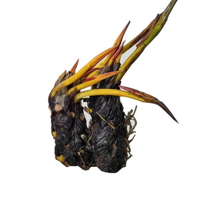 睡莲水培植物四季户外水养水莲花