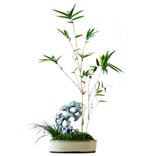 太湖石红竹苔藓竹子盆景红观音竹米竹盆栽室内桌面书房客厅绿植物