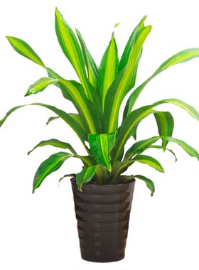金边巴西也门香龙血树绿植盆栽