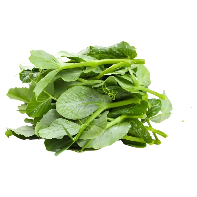 豌豆苗种子无须豌豆尖种籽秋季南方豆苗青菜芽苗菜四季播农家蔬菜