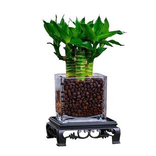 富贵竹水培植物水养文昌竹粗杆发财带根步步高升转运竹子花卉盆栽