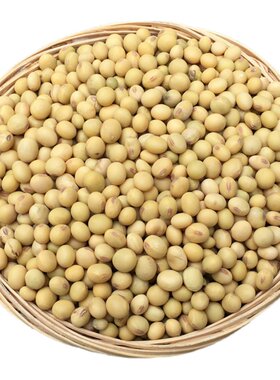 农家自留种老品种黄豆非转基因