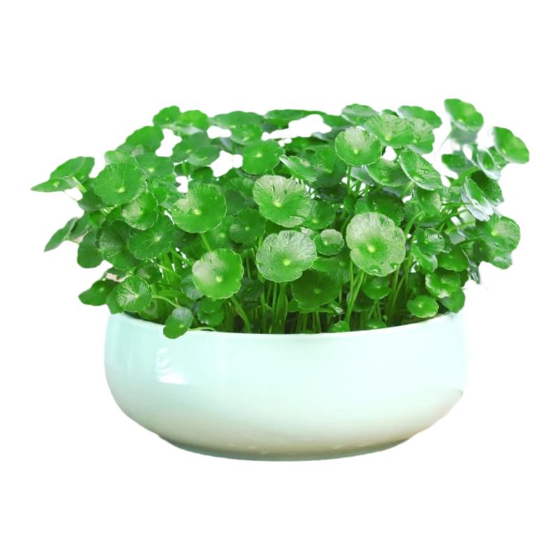 带叶铜钱草水培盆栽植物室内小绿植花卉水养金钱草籽水生四季好养