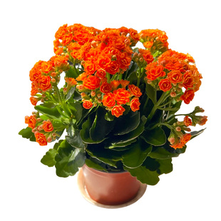 长寿花盆栽大花重瓣带花苞办公室内阳台年宵花苗四季花卉开花植物