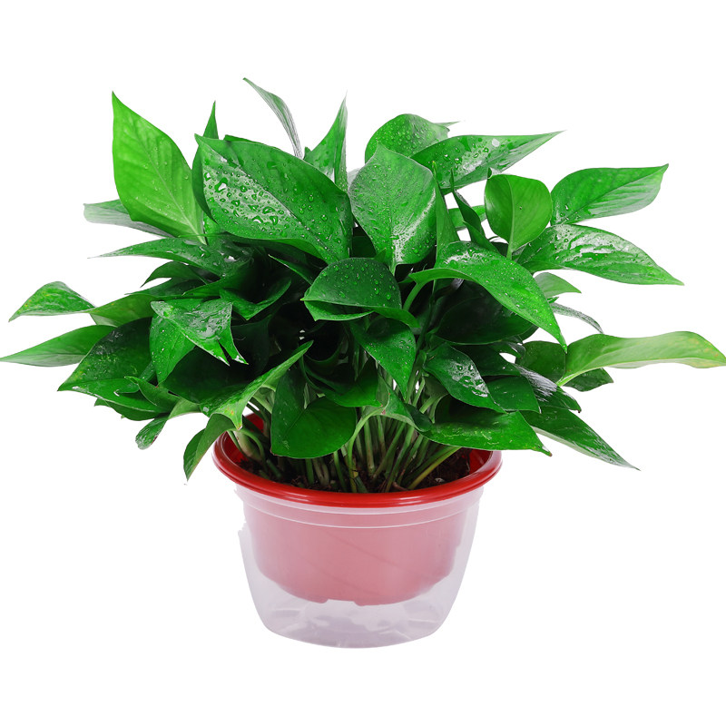 新房绿萝盆栽室内客厅绿植花卉家用净化空气长藤绿箩植物室内吊兰