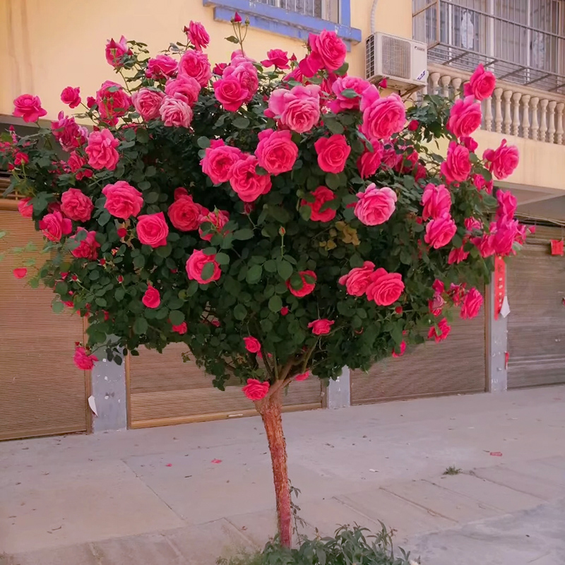 嫁接树桩月季花苗棒棒糖树状月季浓香玫瑰树庭院盆栽地栽四季开花