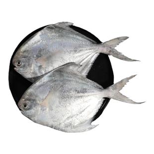 特大银鲳鱼新鲜冷冻舟山海捕野生白鲳鱼鲜活海鲜水产鲳鳊鱼昌鱼