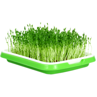 豆芽菜种籽芽苗菜种子豆苗菜孑绿豆黄豆芽空心菜香椿小麦荞麦油葵