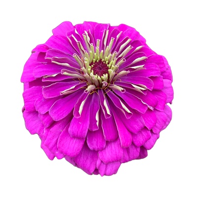 室外庭院园艺四季易活花种子