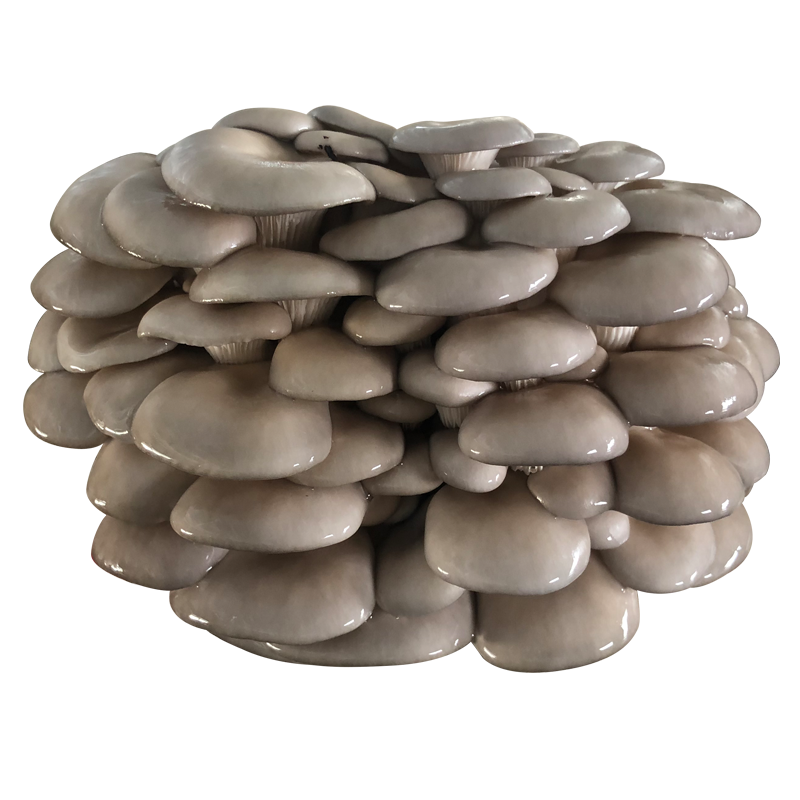 蘑菇种植包菌种菌包家种菌菇香菇食用黑平菇新鲜蘑菇菌棒盆栽趣味