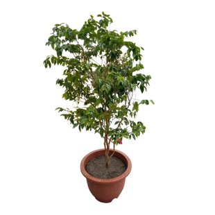 正宗四季台湾嘉宝果苗沙巴树葡萄苗果树庭院名贵南北方种植盆栽养