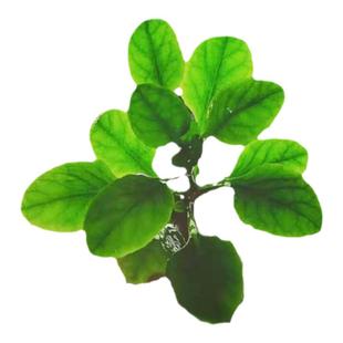 罗贝利水下叶草缸造景荷兰景水草中景水草 阳性 易养淡水 无需CO2