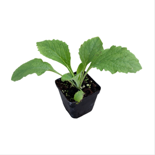 毛地黄花苗 斑点狗 宫殿 多蒂系列各色 多年生【鲁虹花卉】