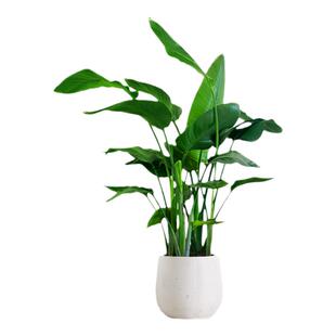 天堂鸟盆栽观叶植物办公室内四季好养禄植不需要阳光的绿植吸甲醛