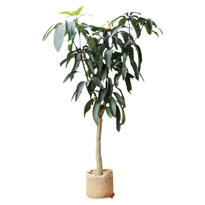 芒果树苖果树苖嫁接红贵妃芒果苗青芒果果苗庭院盆栽南方种植