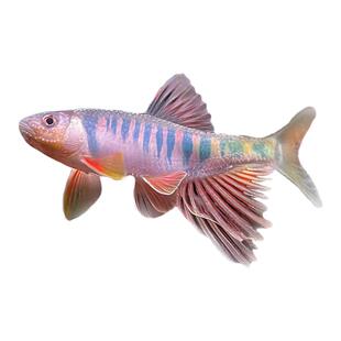 原生溪流类高屏鱲桃花鱼溪哥长鳍鱲宽鳍鱲观赏鱼好养冷水鱼淡水鱼