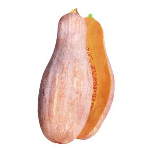 甜蜜本南瓜种子大南瓜种籽倭瓜种孑庭院高产南瓜苗早熟秘本南瓜籽