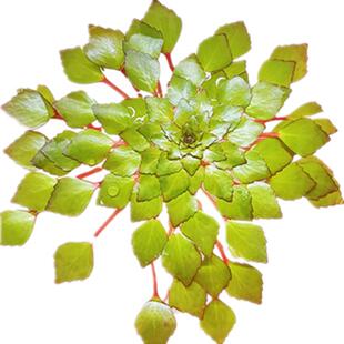 浮萍水草植物鱼缸水上烟花黄花菱水上面真一叶莲水葫芦香蕉草