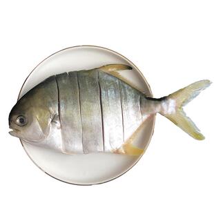 北海金鲳鱼新鲜杀好深海鱼鲜活去鳃去内脏冷冻冰鲜特大切花金昌鱼