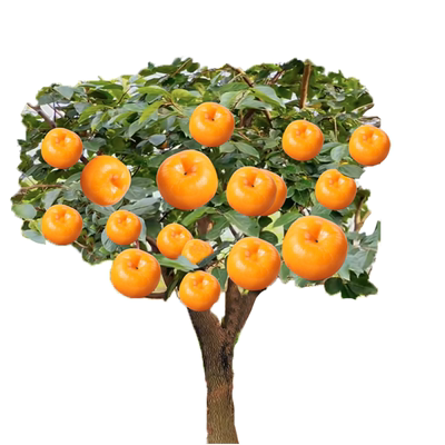 嫁接柿子树苗当年结果树苗四季