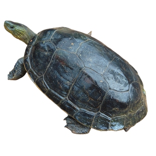 乌龟珍珠龟草龟大乌龟活物大个特大巨型乌龟吃菜龟适合家养的乌龟