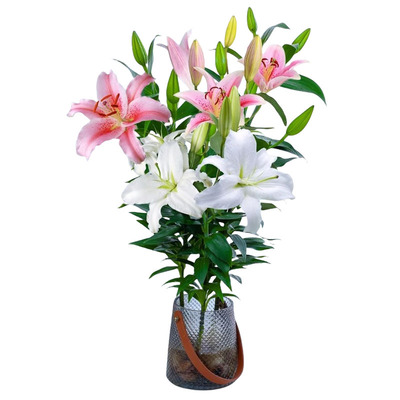 【全网热销10W+】香水百合水培花