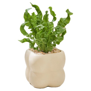 JOJO'S L. PD.Seeking.发财树小盆栽办公室桌面绿植栀子花 | 隙求