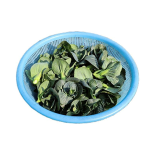 苏北菜苔新鲜农家自种现摘现发菜头青菜苔苏州青江苏当季上海菜心