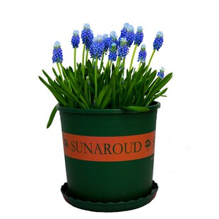 5颗葡萄风信子种球根耐寒植物秋冬花卉可水养水培土培当年百合花