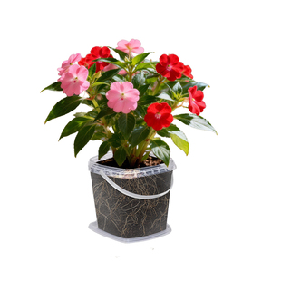 凤仙花种子儿童种植小盆栽小学生科学实验观察套装四季植物种子籽